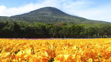 Hamparan bunga Freesia di Pulau Hachijojima Hamparan bunga Freesia di Pulau Hachijojima