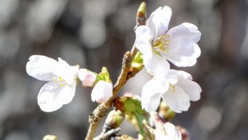 Bunga Sakura Jenis Somei Yoshino Pertama di Tahun 2025 Akhirnya Mekar