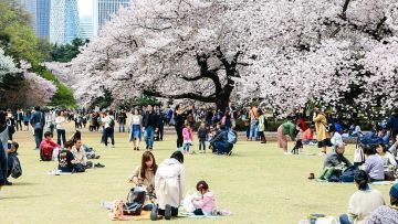 Tempat Terbaik di Tokyo untuk Melihat Keindahan Bunga Sakura. Shinjuku Gyoen National Garden