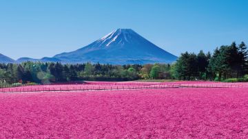 Fuji Shiibazakura Festival