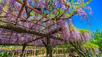 Wisteria di Kuil Kameido Tenjin.
