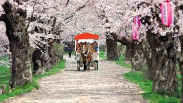Kitakami Tenshochi Cherry Blossom Festival