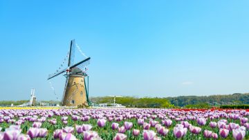Pemandangan bunga tulip di Sakura Tulip Fiesta (nikomin/PhotoAC) Pemandangan bunga tulip di Sakura Tulip Fiesta (nikomin/PhotoAC)
