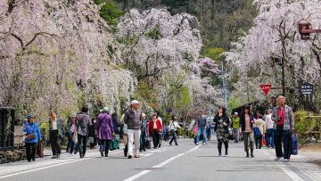 Kakunodate Cherry Blossom Festival Kakunodate Cherry Blossom Festival