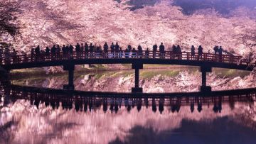 Hirosaki Cherry Blossom Festival 2025 Hirosaki Cherry Blossom Festival 2025