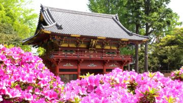 Bunga Azalea di Kuil Nezu (nedujinja.or.jp) Bunga Azalea di Kuil Nezu (nedujinja.or.jp)