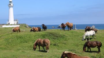 Shiriyazaki Shiriyazaki