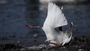 Flu Burung Diduga Jadi Penyebab Kematian Massal Hewan Laut di Hokkaido Flu Burung Diduga Jadi Penyebab Kematian Massal Hewan Laut di Hokkaido
