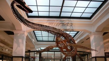 National Museum of Nature and Science: National Museum of Nature and Science: