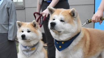 Anjing Akita Rensui dan Ruka, yang ditunjuk sebagai kepala Bandara Odate-Noshiro Anjing Akita Rensui dan Ruka, yang ditunjuk sebagai kepala Bandara Odate-Noshiro