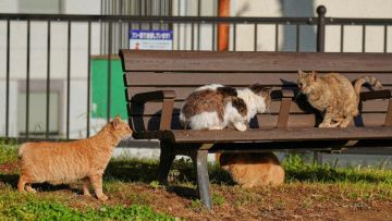 Kucing bobtail di Jepang. Kucing bobtail di Jepang.
