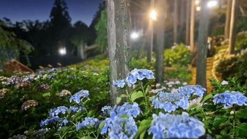 Festival Bunga Hydrangea di Mishima Skywalk di malam hari (PR Times) Festival Bunga Hydrangea di Mishima Skywalk di malam hari (PR Times)
