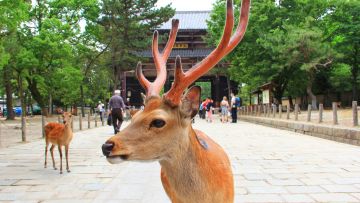 Rusa di Nara Park (narashikanko.or.jp) Rusa di Nara Park (narashikanko.or.jp)