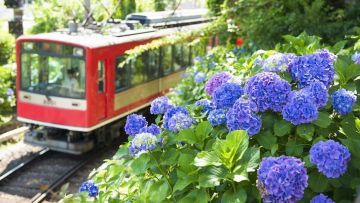 Hakone Tozan Railway dipenuhi bunga Hydrangea di Bulan Juni Hakone Tozan Railway dipenuhi bunga Hydrangea di Bulan Juni