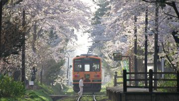 Kereta Api Tsugaru melintasi pohon-pohon sakura Perjalanan kereta unik di Aomori