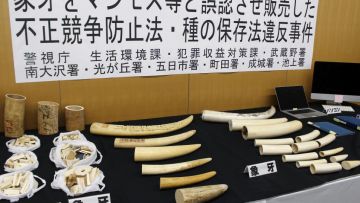 4 Orang Jepang Ditangkap Karena Diduga Jual Gading Gajah 4 Orang Jepang Ditangkap Karena Diduga Jual Gading Gajah