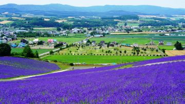 Hinode Lavender Garden Hinode Lavender Garden
