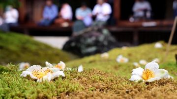 Bunga kamelia yang berguguran (Asahi Shimbun)