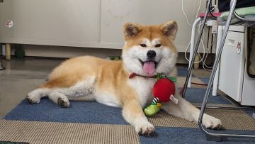 Salah satu anjing akita di Akita Inu Hall (Xakitainuho) Salah satu anjing akita di Akita Inu Hall (Xakitainuho)