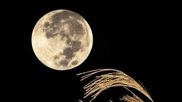 Festival Tsukimi 2025 di Jepang: Menikmati Pesona Bulan dan Budaya Festival Tsukimi 2025 di Jepang: Menikmati Pesona Bulan dan Budaya