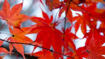 [UPDATE OKTOBER 2025] Autumn Forecast 2025 Jepang: Waktu Terbaik Menikmati Musim Gugur.