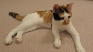 Mengenal Anggota Keluarga Kekaisar Jepang yang Baru