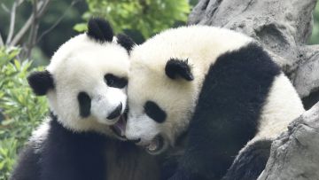 Xiao Xiao & Lei Lei Akan Dikembalikan ke China Januari 2026 Nanti