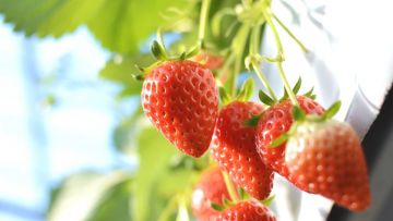 Rasakan Sensasi Manis di 5 Lokasi Petik Stroberi di Jepang