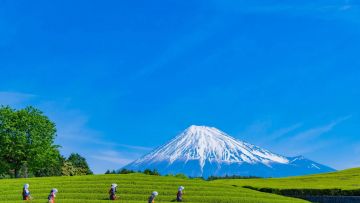Eksplorasi Shizuoka, Oasis Teh Hijau di Tengah Rute Emas Jepang