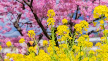 7 Ladang Bunga Instagramable Sekitar Tokyo untuk Musim Semi 2026