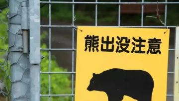 Pendaki di Jepang Terjatuh ke Lubang yang Ternyata Berisi Beruang