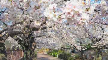 Nikmati Hanami di Kobe — 5 Spot Bunga Sakura yang Tenang, Jauh dari Keramaian