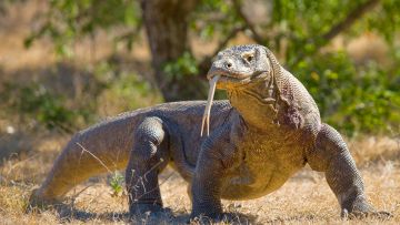 Indonesia Akan Tempatkan Komodo Di Kebun Binatang iZoo Shizuoka Untuk Dikembangbiakan
