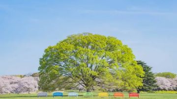 Kunjungi Taman Bunga yang Cantik dengan Pertunjukan Gelembung di Tokyo