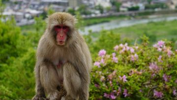 Politisi Jepang Ditangkap Atas Kasus Suap untuk Kurangi Jumlah Monyet di Taman