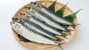 Iwashi, Ikan Sarden yang Diolah Menjadi Berbagai Hidangan Khas Jepang 