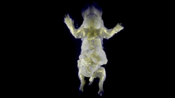 2119125tikus-transparan780x390