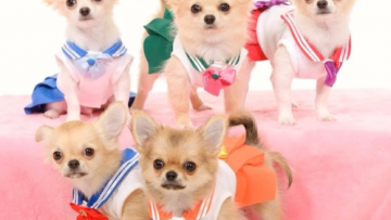 3a sailor-moon-chihuahuas-pawsplay