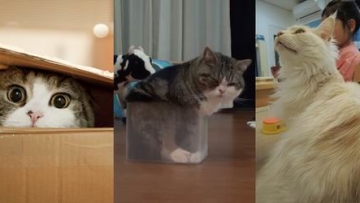 4 Kucing Lucu Jadi Idola di Internet, Dijamin Bikin Gemas (1)