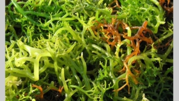 7 Manfaat Rumput Laut untuk Kecantikan