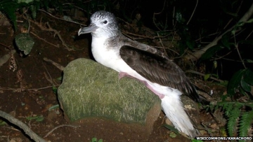 Ajakan Adopsi Kucing untuk Selamatkan Burung