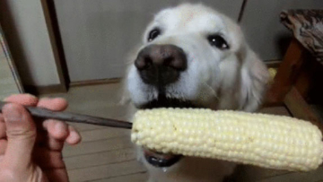 Anjing Vegetarian (2)