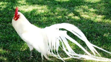 Ayam Onagadori, Ayam Berekor Panjang dari Negeri Sakura