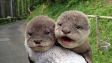 Bayi berang-berang yang sangat lucu ini telah meramaikan twitter Kebun Binatang Hirakawa