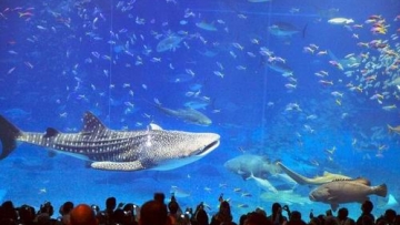 Churaumi, Akuarium Ikan Laut Terbesar Di Jepang (1)