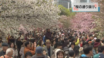 Di Japan Mint, acara memandangi keindahan bunga sakura telah dimulai