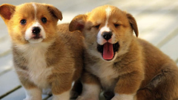 Di Jepang, Anjing Disewakan Rp 1 Juta Per Jam! (1)