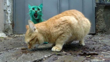 Di Kyoto, Beri Makan Kucing Liar Didenda Rp 5,4 Juta