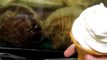 Hotate Soft Cream, Es Krim Kerang Dari Jepang