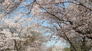 Indahnya Musim Semi di Jepang (4)